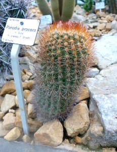 Parodia procera - Botanischer Garten, Dresden, Germany - DSC08821