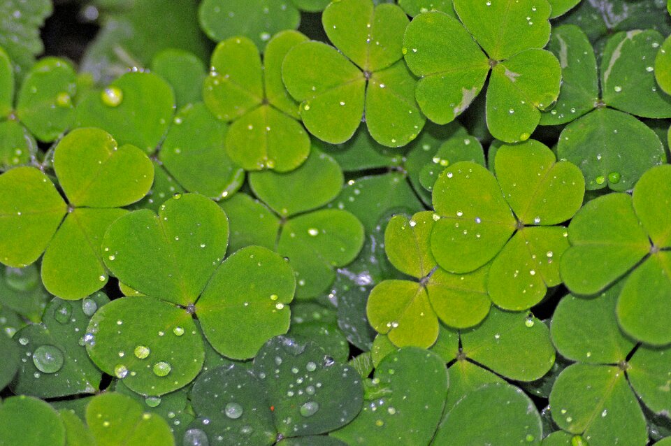 Green clover wet dewdrop