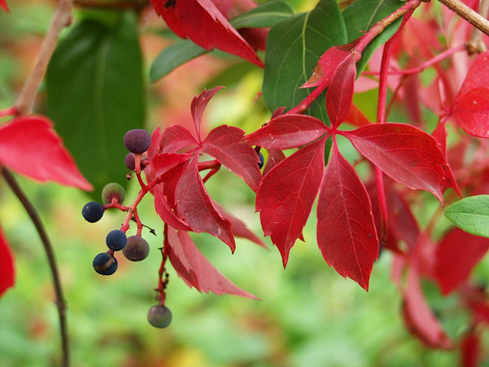 Parthenocissus quinquefolia, 2019-10-26, South Side Slopes, 01