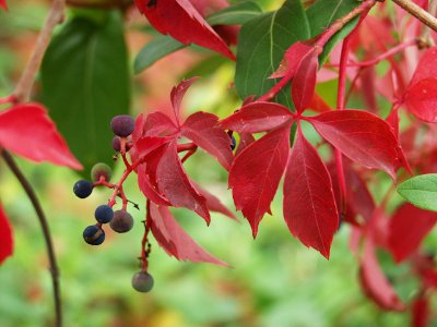 Parthenocissus quinquefolia, 2019-10-26, South Side Slopes, 01