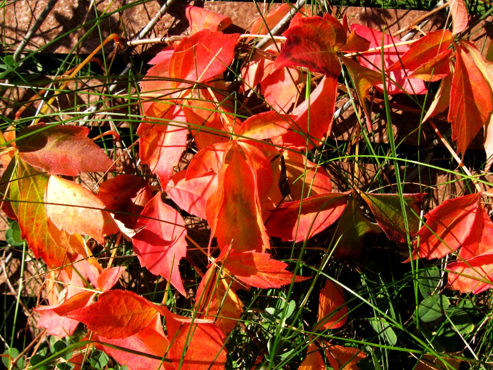 Parthenocissus quinquefolia, 2019-11-02, South Side, 01