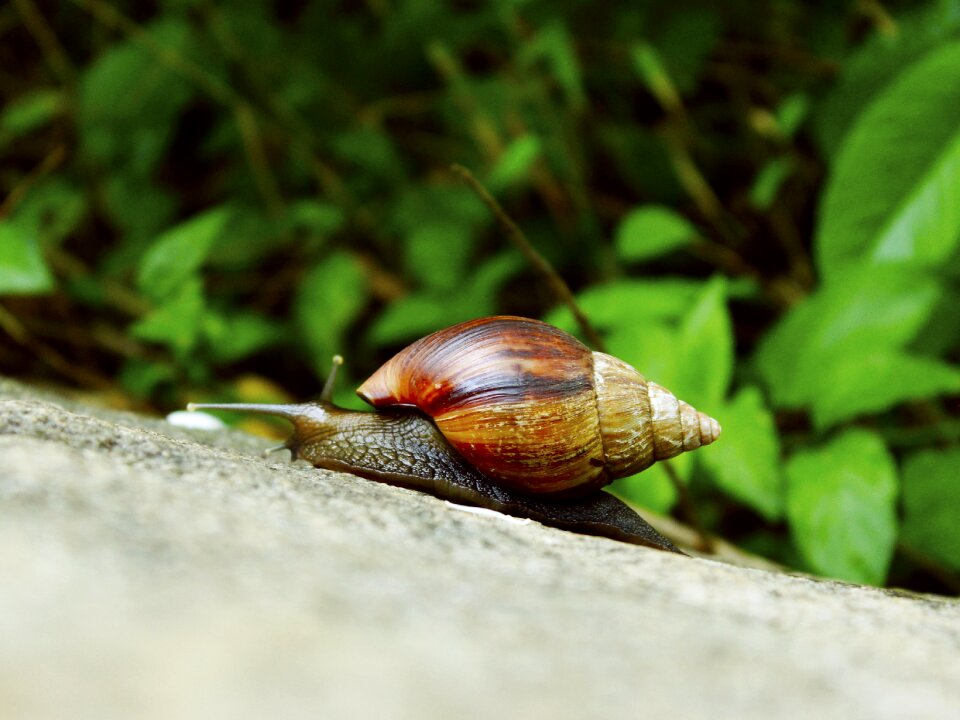 Shell slug wildlife