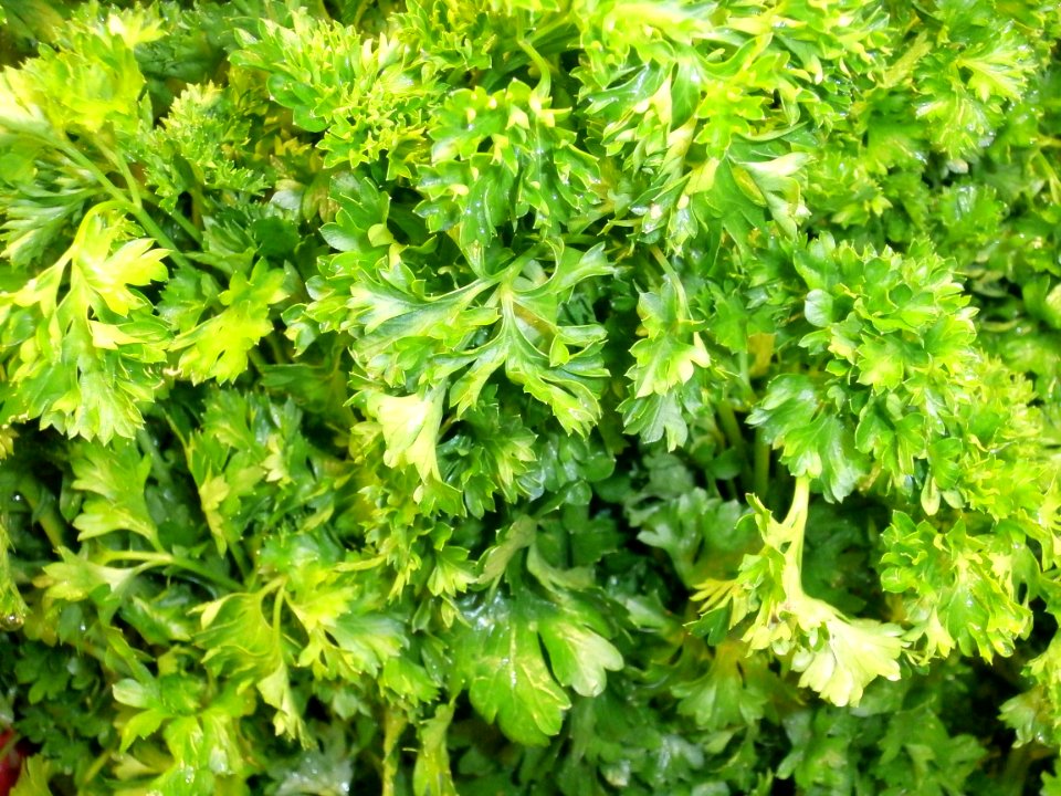 Parsley leaves