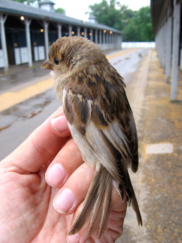 Partially leucistic House sparrow