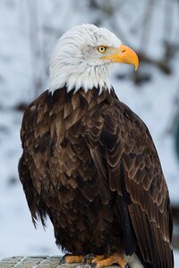 Raptor falconry bird
