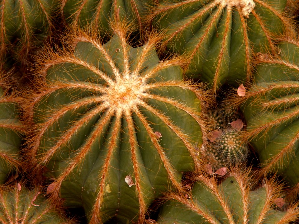 Parodia magnifica, 2015-03-13, Phipps Conservatory, 02