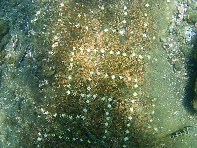Parco archeologico di Baia - portus Julius - mosaico 2