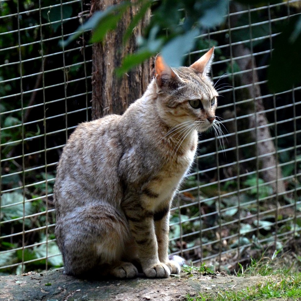 Parc des Felins Chat de Gordoni 28082013 1