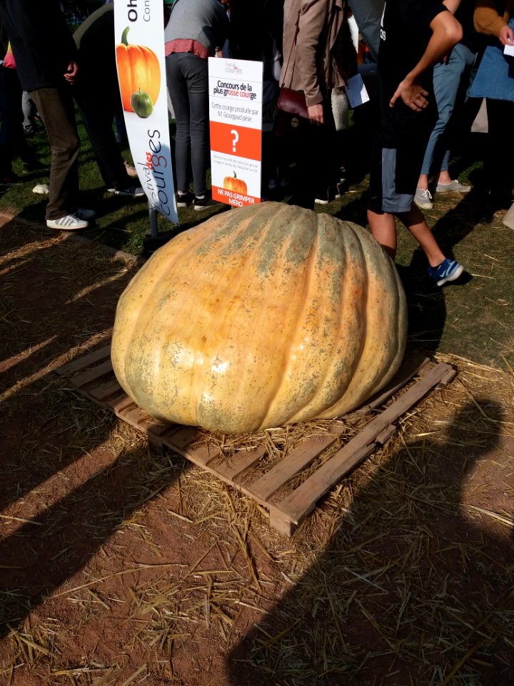 Parc de la Tête d'Or - Festival des courges 2018 - Courge de M. Gourgaud
