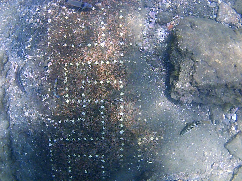 Parco archeologico di Baia - portus Julius - mosaico