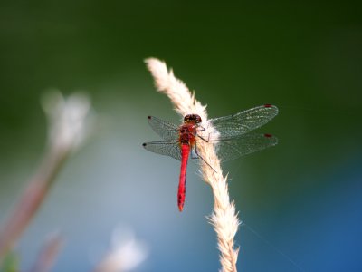Parc du Marquenterre, Trithemis annulata, Red Dragonfly, pic-012 photo