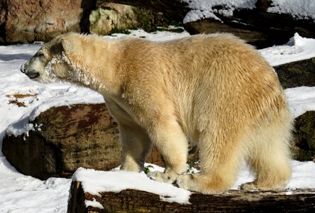 Young animal predator dangerous