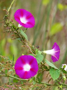 Beauty wild flower ipomoea purpurea