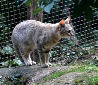 Parc des Felins Chat de Gordoni 28082013 2