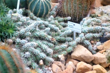 Parodia maassii - Botanischer Garten, Dresden, Germany - DSC08829