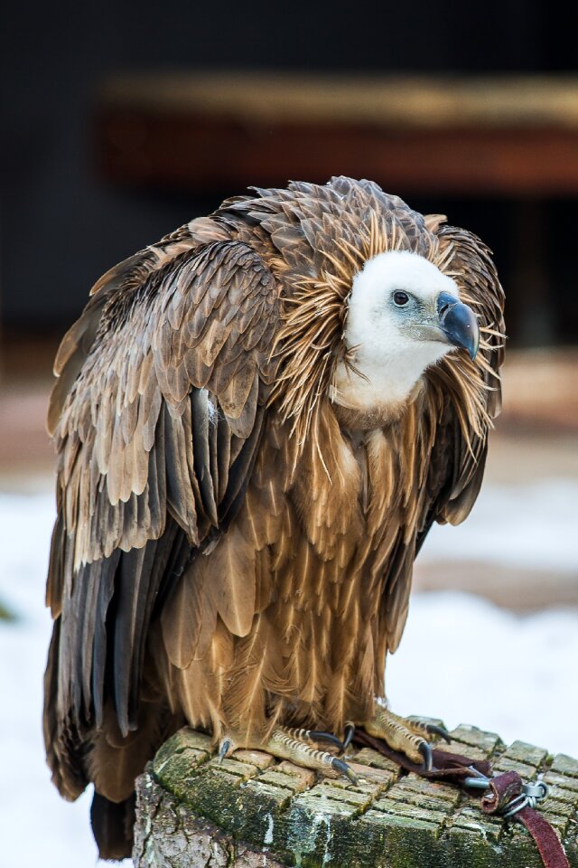 Raptor falconry bird