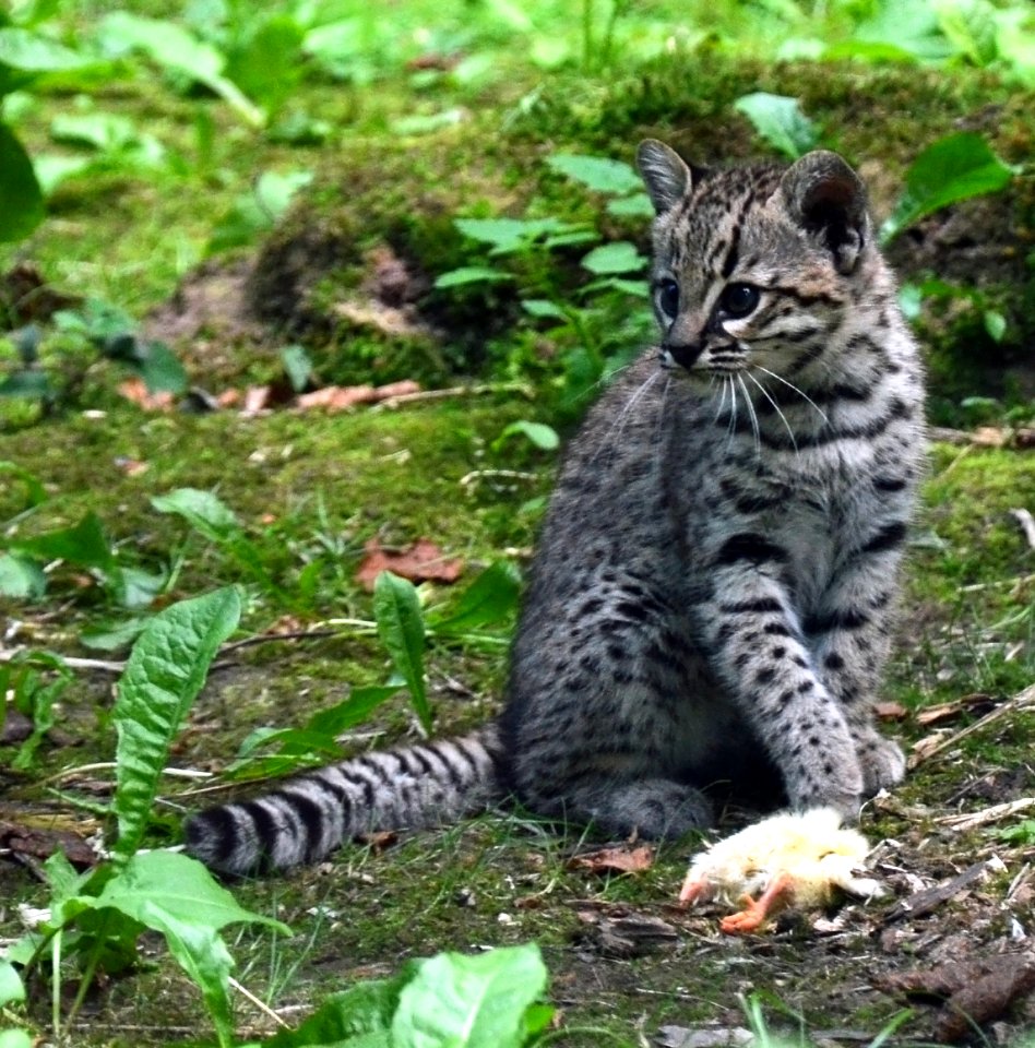 Parc des Felins Chat de Geoffroy Chaton 28082013 1