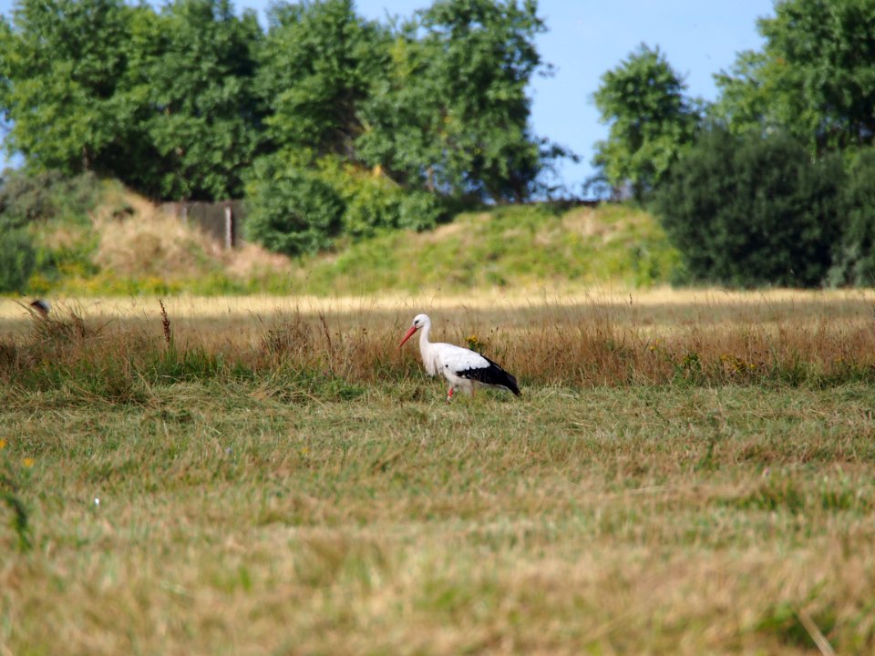 Parc du Marquenterre pic-005