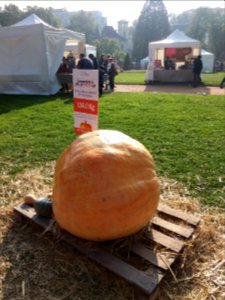 Parc de la Tête d'Or - Festival des courges 2018 - Courge de M. Gayard