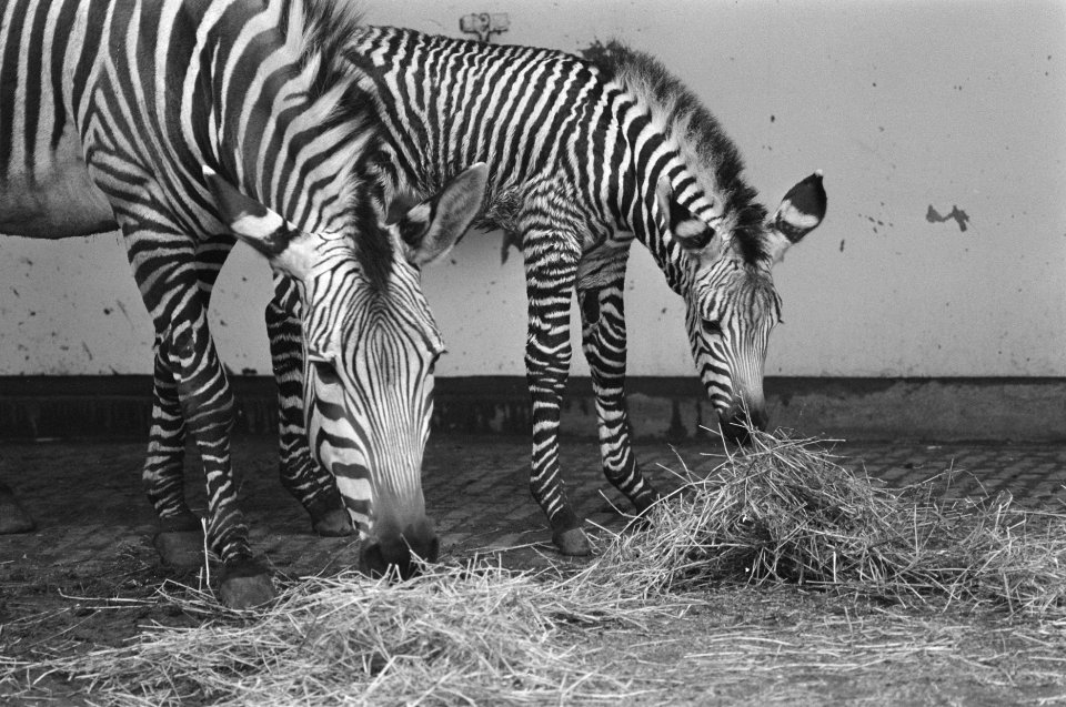 Pasgeboren zebrapaardje Elissa met moeder Lies in Artis, Bestanddeelnr 933-9530