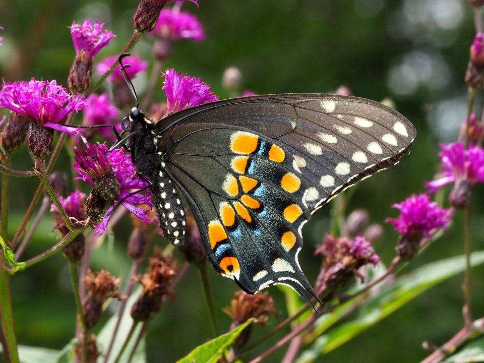 Papilio polyxenes 89979798