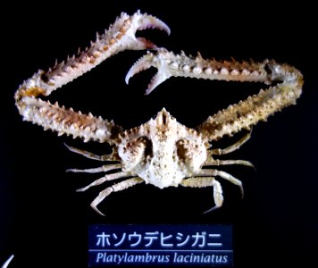 Parthenope validus subsp. laciniatus (Platylambrus laciniata) - National Museum of Nature and Science, Tokyo - DSC06759