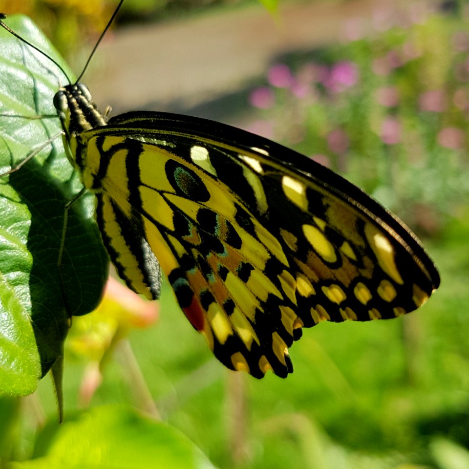 Papilio demoleus - Mindanao, Philippines 06