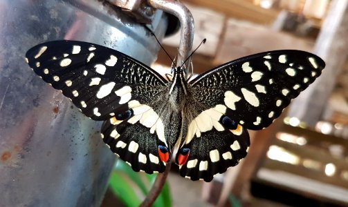 Papilio demoleus - Mindanao, Philippines 09