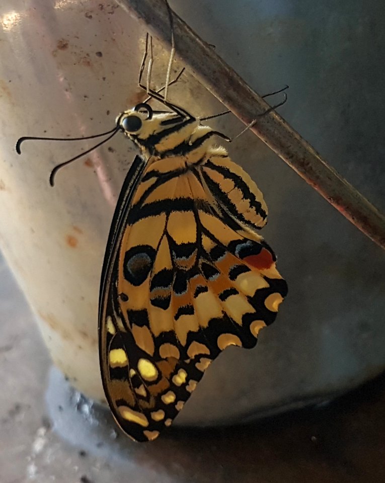 Papilio demoleus - Mindanao, Philippines 11