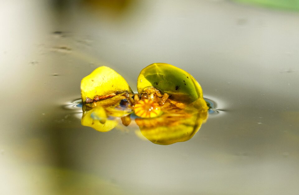 Nuphar japonica bloom pond
