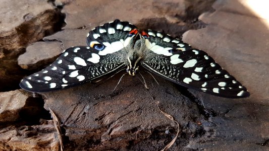 Papilio demoleus - Mindanao, Philippines 12