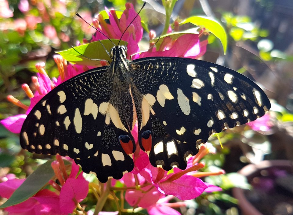 Papilio demoleus - Mindanao, Philippines 08