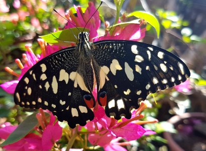 Papilio demoleus - Mindanao, Philippines 08