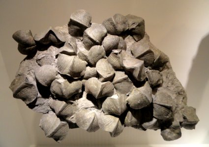Paraspirifer bownockeri, pyritized brachiopods, Middle Devonian, Silica Shale, Lucas County, Ohio, USA - Houston Museum of Natural Science - DSC01732