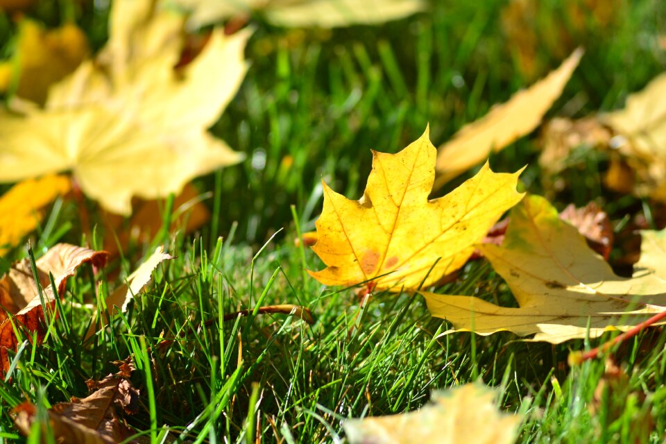 Grass leaves autumn