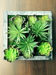 Plant succulent succulents