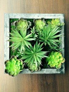 Plant succulent succulents photo