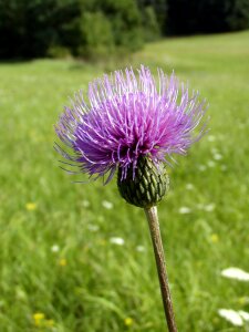 Thistle wild flowers blossoming photo