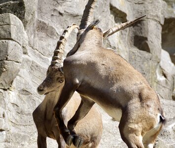 Mammal nature horns