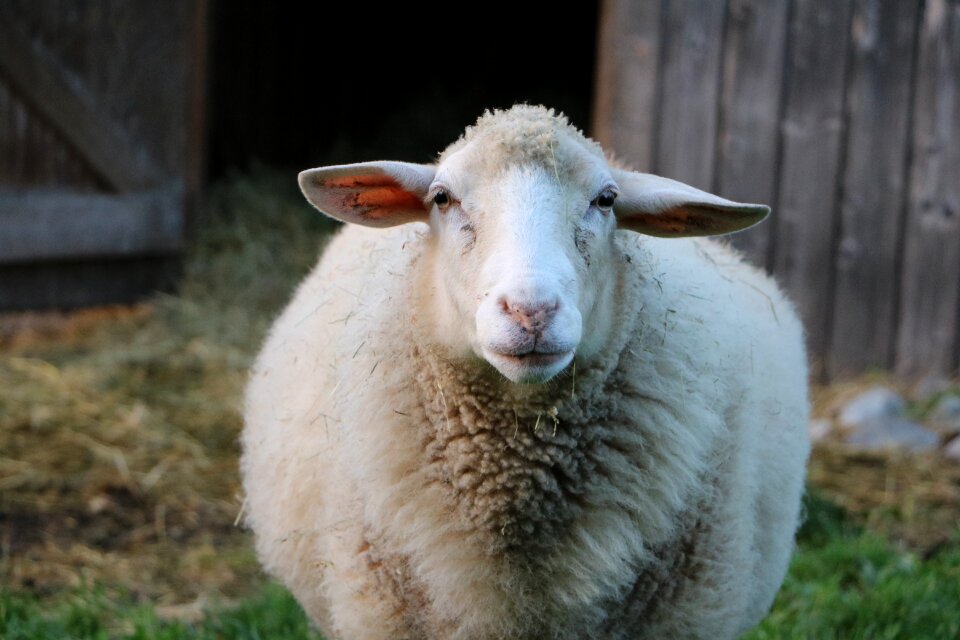 Sheep pasture stall