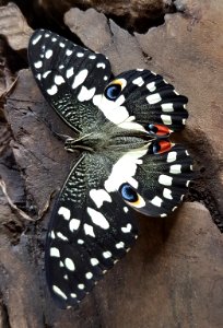 Papilio demoleus - Mindanao, Philippines 07