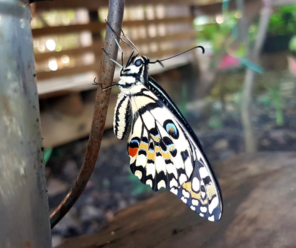 Papilio demoleus - Mindanao, Philippines 02