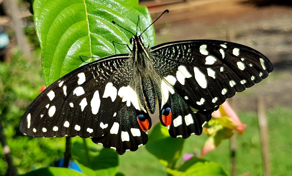 Papilio demoleus - Mindanao, Philippines 04