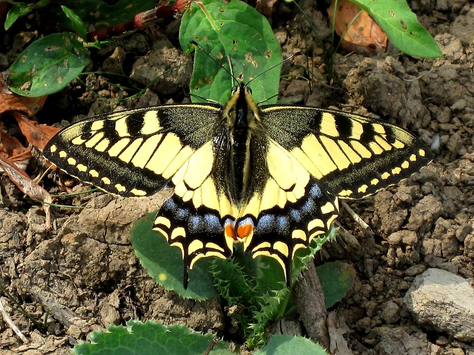 Papilio machaon (Old World Swallowtail), Arnhem, the Netherlands