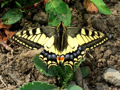 Papilio machaon (Old World Swallowtail), Arnhem, the Netherlands