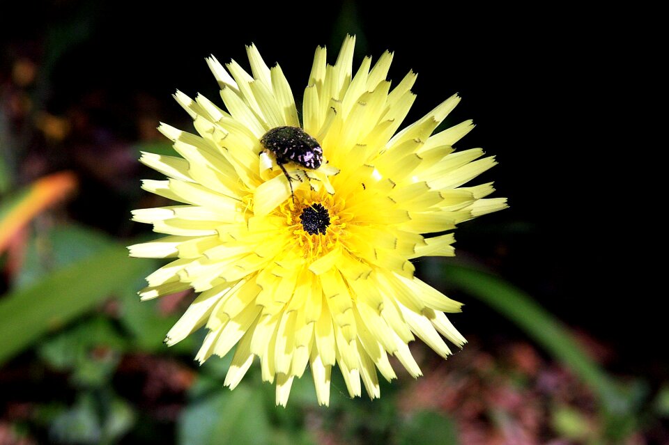 Botany nature forage