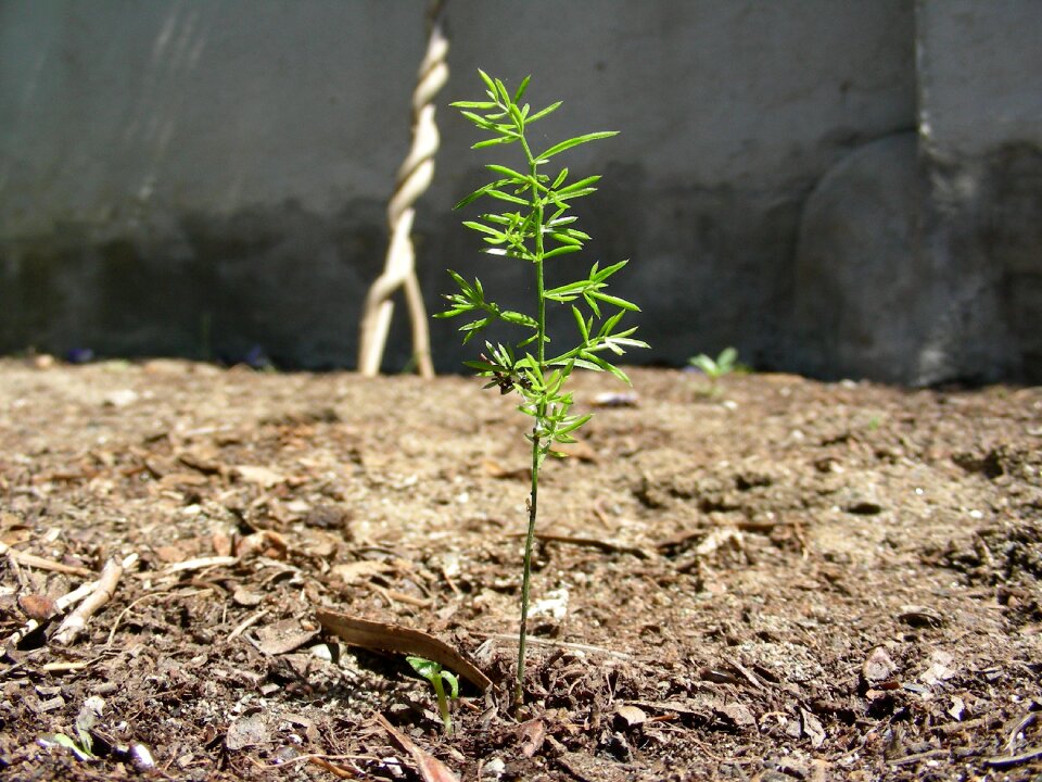 Forest first outbreaks outbreaks of leaf