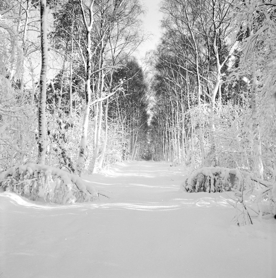Park Zijpendaal in de winter, Bestanddeelnr 162-1289