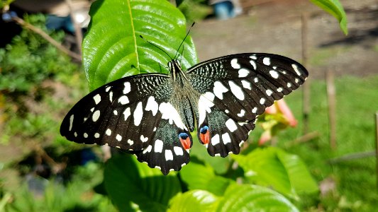 Papilio demoleus - Mindanao, Philippines 05