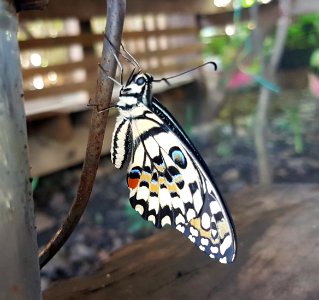 Papilio demoleus - Mindanao, Philippines 01